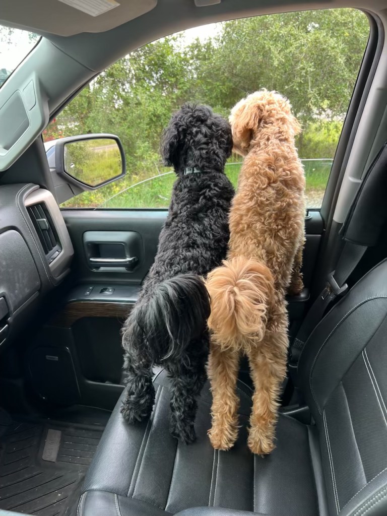 Two dogs, one black and one tan, standing on the front seat of a vehicle, looking out the window toward greenery outside.